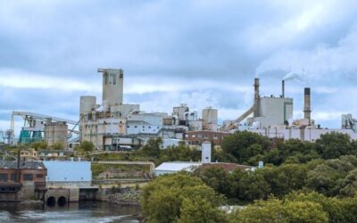 Rural communities bear the brunt of forestry sector uncertainty